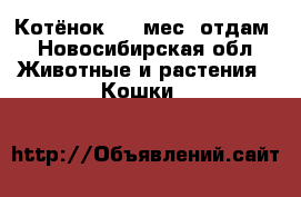 Котёнок 1,5 мес. отдам - Новосибирская обл. Животные и растения » Кошки   